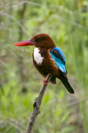 Photo for White-throated Kingfisher Halcyon smyrnensis the puffy brown and blue wings bird perching on the branch with spiky hair looks toward the photographer. High quality photo - Royalty Free Image
