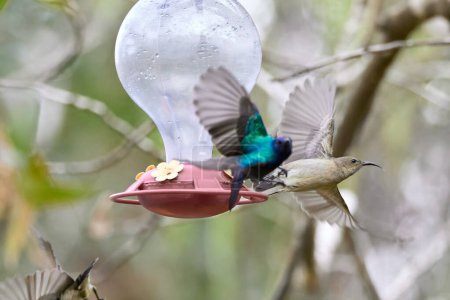 Foto de Dos colibríes con flor rosa. colibríes Colibrí de garganta ardiente, volando junto a una hermosa flor, Savegre, Co. Foto de alta calidad - Imagen libre de derechos
