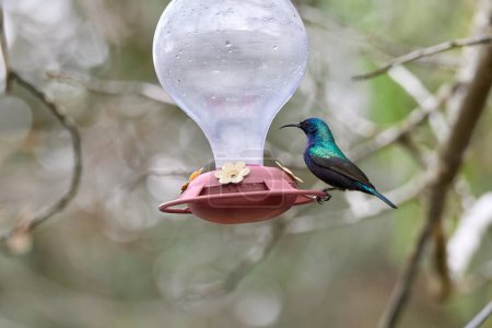 Foto de Dos colibríes con flor rosa. colibríes Colibrí de garganta ardiente, volando junto a una hermosa flor, Savegre, Co. Foto de alta calidad - Imagen libre de derechos
