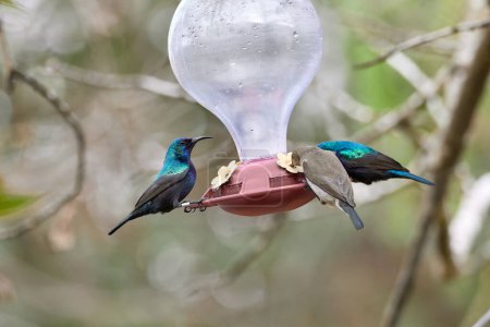 colibries