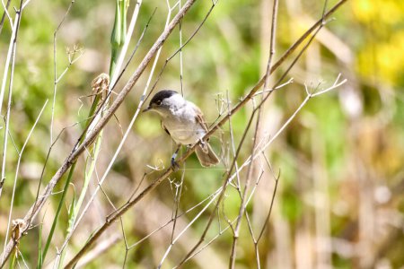 Photo for Blackcap, Sylvia atricapilla on a branch. Shallow depth of field and bakground blurred blurry background. - Royalty Free Image