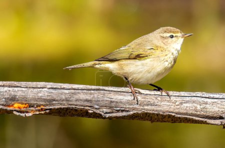 A Garden Warbler bird seating on a tree branch. High quality photo