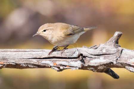 Willow Warbler sitting on barbed wire. High quality photo