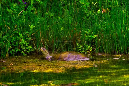 Téléchargez les photos : Swamp Pond Slider River Turtle, Spatterdock lily pads, Canoë Kayak Trail in Okefenokee Swamp National Wildlife Refuge, Stephen C Foster Georgia State Park - en image libre de droit