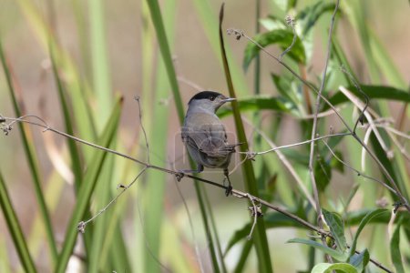 Photo for Eurasian blackcap standing on a reed branch. High quality photo - Royalty Free Image