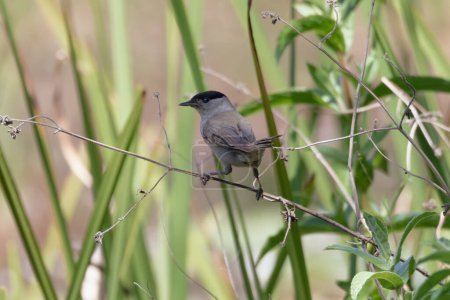Photo for Eurasian blackcap standing on a reed branch. High quality photo - Royalty Free Image