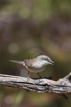 Photo for Standing on the branch lesser whitethroat . High quality photo - Royalty Free Image