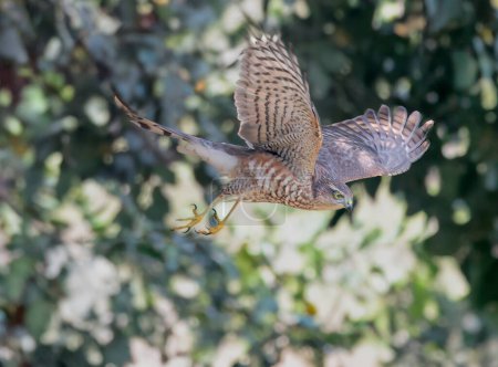 Common Buzzard flying in the meadow. High quality photo
