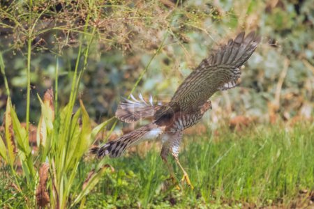 Buitre común volando en el prado. Foto de alta calidad