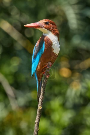 White-throated kingfisher perched on branch in natural habitat. Wildlife and nature. High quality photo