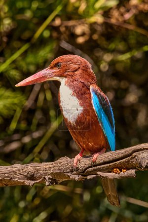 White-throated kingfisher perched on branch in natural habitat. Wildlife and nature. High quality photo