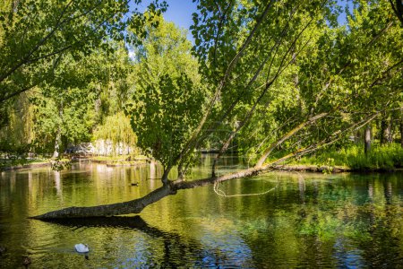Téléchargez les photos : 9 juillet 2023 - Pissignano, Pérouse, Ombrie. Parc incroyable des sources de la rivière Clitunno. Le jardin, avec des cygnes, des canards, des coypu et d'autres animaux, dans les étangs d'eau claire. Saules et autres arbres. - en image libre de droit