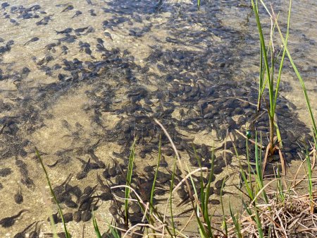 Photo for A flock of marsh brown frog tadpoles in the shallows of a clear alpine lake in the Swiss Alps and in area of the mountain Gotthard Pass (Gotthardpass), Airolo - Canton of Ticino (Tessin), Switzerland / Schweiz - Royalty Free Image