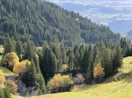 Foto de Magníficos colores otoñales en los alrededores de pastos de montaña y bosques mixtos junto al embalse alpino suizo lago Panixersee (Lag da Pigniu) Cantón de los Grisones (Kanton Graubuenden, Schweiz) - Imagen libre de derechos