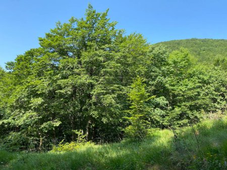 Foto de Bosque mixto de montaña en el Parque Nacional Risnjak, Crni Lug - Croacia (Goranska mijesana suma u nacionalnom parku Risnjak, Crni Lug - Gorski kotar, Hrvatska) - Imagen libre de derechos