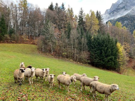 Téléchargez les photos : Moutons domestiques sur les prairies et pâturages sur les pentes des montagnes alpines au-dessus de la vallée de la rivière Taminatal et dans le massif des Alpes suisses, Vaettis - Canton de Saint-Gall, Suisse / Schweiz - en image libre de droit
