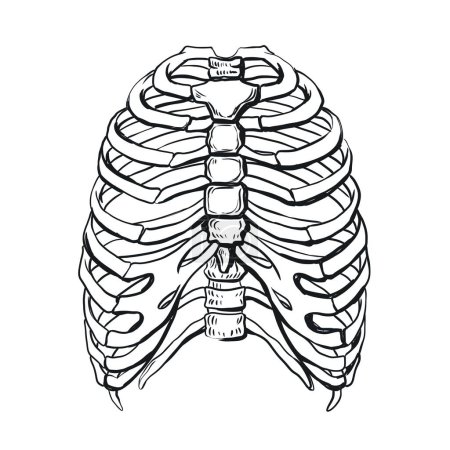 Téléchargez les photos : Cage thoracique, thorax humain, côtes squelettiques, sternum, illustration noir et blanc, dessin - en image libre de droit