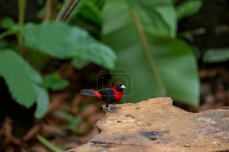 Téléchargez les photos : Crimson-collared tanager (Ramphocelus sanguinolentus) is a rather small Middle American songbird. - en image libre de droit