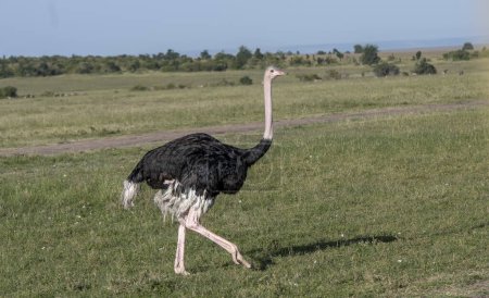 Foto de Solo ostrich walking in african savannah - Imagen libre de derechos