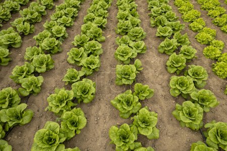 Foto de Natural lettuce grown in greenhouse . Organic lettuces. - Imagen libre de derechos