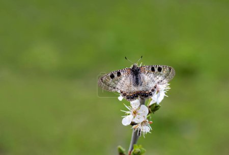 Foto de Falsa mariposa Apolo (Archon apollinus) en planta - Imagen libre de derechos
