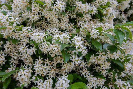 Sweetly scented white flowers of star jasmine or false jasmine climbing vine (Trachelospermum jasminoides , Confederate jasmine, Southern jasmine)