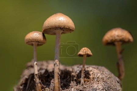 Photo for Beautiful close-up of forest fungi (Protostropharia semiglobata, commonly known as dung roundhead, hemispheric fungus or hemispheric stropharia) growing on a horse dung. - Royalty Free Image