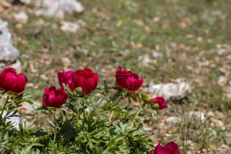 Téléchargez les photos : Paeonia anomala, nom turc : Fleur de pivoine. Montagne Sipil, Manisa Turkiye . - en image libre de droit
