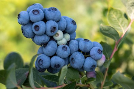 Blaubeerfarm mit einem Bündel reifer Früchte am Baum während der Erntezeit in Izmir, Türkei. Geschichte der Blaubeerernte.