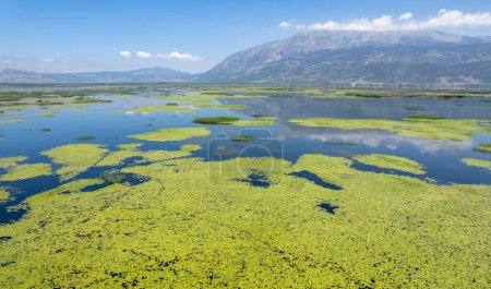 Téléchargez les photos : Le lac est couvert de fleurs de lotus. Civril - Lac Isikli - Turquie - en image libre de droit