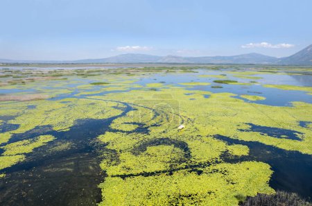 Téléchargez les photos : Le lac est couvert de fleurs de lotus. Civril - Lac Isikli - Turquie - en image libre de droit