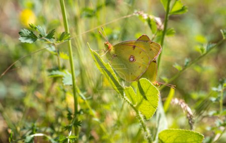Téléchargez les photos : Paire de Grand Papillon Jaune (Colias crocea) sur plante - en image libre de droit