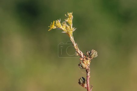 Photo for It is a perennial herbaceous plant with a matte green color. Its flowering stem is 15-30 cm high. It grows on slopes and gravelly areas at an altitude of 2000 m. - Royalty Free Image