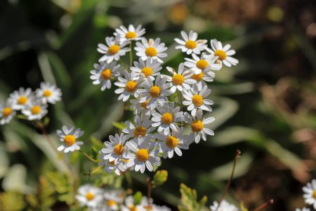 Tanacetum parthenium .The plant is a herbaceous perennial that grows into a small shrub up to 70 cm high, with sharp-smelling leaves. It has conspicuous daisy-like flowers.