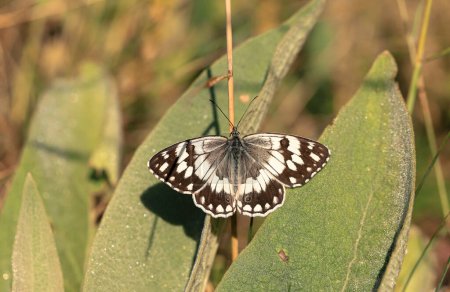 Foto de Mariposa reina de Anatolia (Melanargia larissa) - Imagen libre de derechos