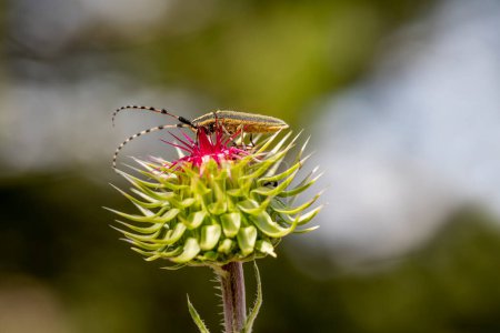 Foto de Agapanthia annularis: Grandes antenas en dos colores y en una sola tarjeta. - Imagen libre de derechos