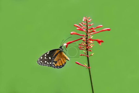 Téléchargez les photos : Tithorea est un genre de papillons de la famille des Nymphalidae.. - en image libre de droit