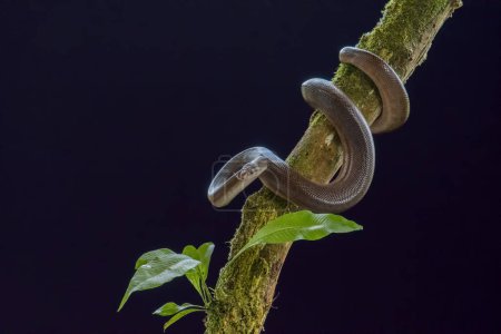 Foto de Pythonidae es una especie de serpiente de la familia Pythonidae.. - Imagen libre de derechos
