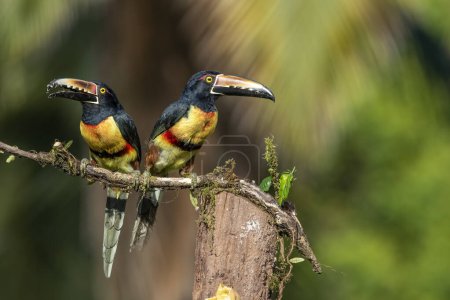 Foto de El aracari collarado o aracari collarado es un pájaro cantor de la familia Ramphastidae. Se encuentra desde México hasta Colombia y Venezuela. - Imagen libre de derechos