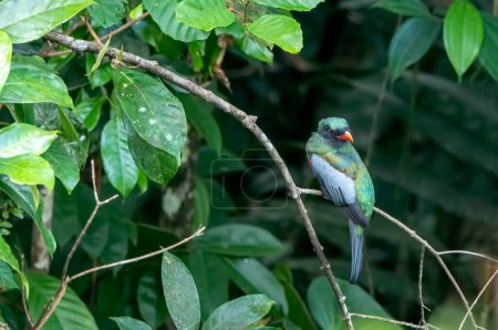 Photo for The slate-tailed trogon is a close passerine bird in the Trogonidae family, quetzals and trogons. It is found in Mexico, Central America, and Colombia and Ecuador. - Royalty Free Image