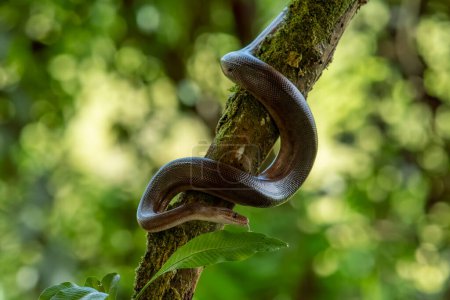Foto de Pythonidae es una especie de serpiente de la familia Pythonidae.. - Imagen libre de derechos