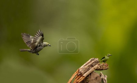 Le palangrier est un oiseau chanteur de taille moyenne. Ce tanager est un éleveur établi du sud du Nicaragua à la Bolivie, au Paraguay et au sud du Brésil.