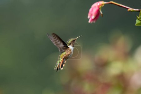 Photo for The glowing hummingbird is a hummingbird native to Costa Rica and Panama. - Royalty Free Image
