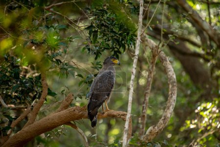 Téléchargez les photos : L'aigle serpent à crête est un oiseau de proie de taille moyenne que l'on trouve dans les habitats forestiers d'Asie tropicale.. - en image libre de droit