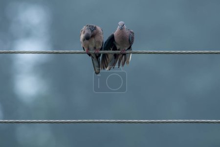Téléchargez les photos : La colombe tachetée est un petit pigeon à longue queue qui se reproduit largement dans toute son aire de répartition indigène dans le sous-continent indien et en Asie du Sud-Est.. - en image libre de droit