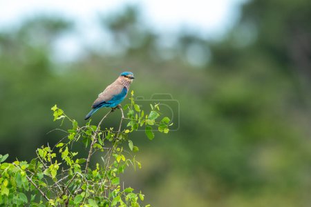 Photo for The Indian roller is a bird of the family Coraciidae, the rollers - Royalty Free Image