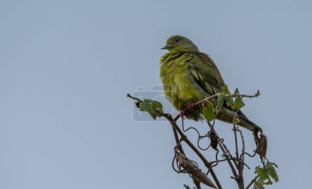 Photo for The pin-tailed green pigeon is a species of bird in the family Columbidae native to Southeast Asia. - Royalty Free Image
