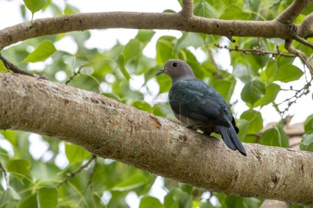 Photo for The green imperial pigeon is a large forest pigeon. Its broad range extends from Nepal, southern India and Sri Lanka eastward to southern China, Indonesia and the Philippines. - Royalty Free Image