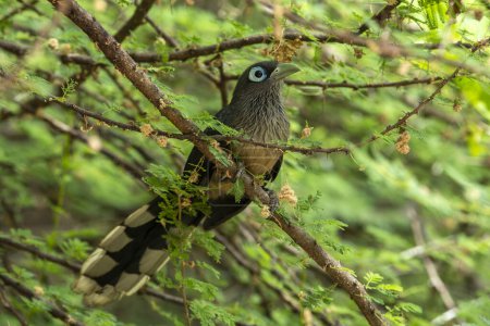 Téléchargez les photos : Le malkoha à face bleue ou petit malkoha à bec vert est un coucou non parasite que l'on trouve dans les forêts de broussailles et de feuillus de la péninsule indienne et du Sri Lanka. - en image libre de droit