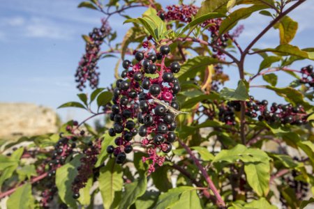 American pokeweed or poke sallet or dragonberries plant with ripe and green berries. Phytolacca americana family Phytolaccaceae.